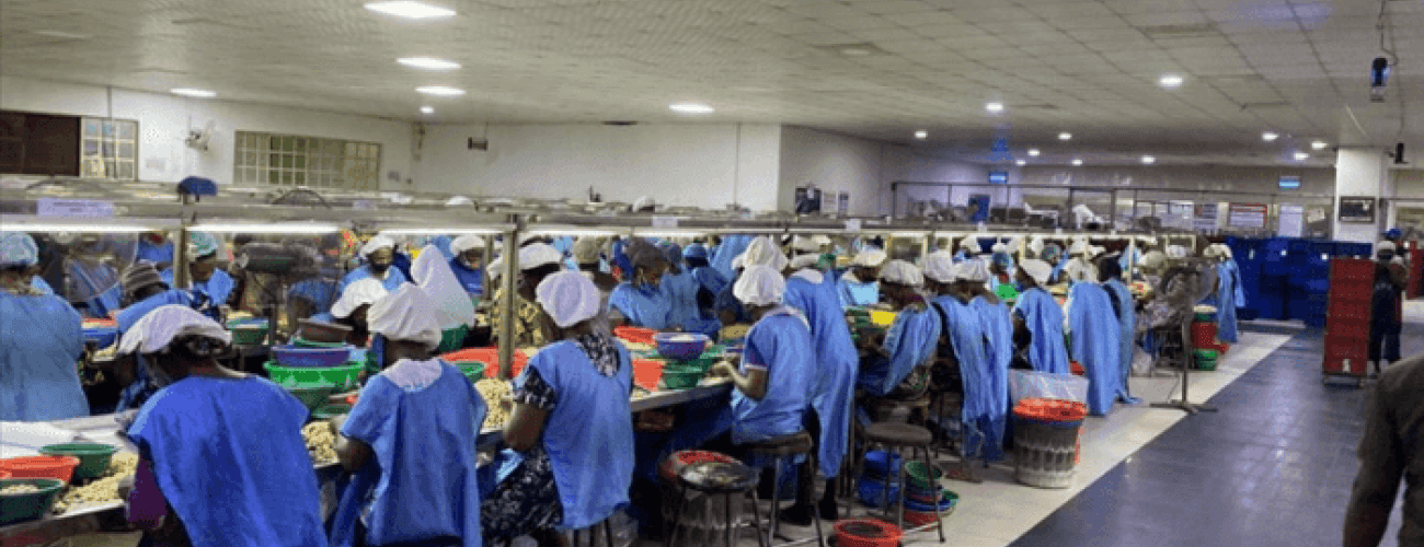 BII invests $15m to expand Nigeria’s cashew processing, warehousing facilities - Agricultural Exports
