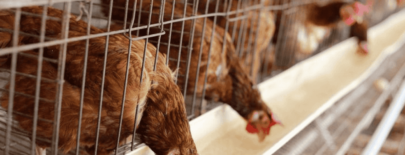 Oyo sets procedure for poultry farmers to avert zoonotic diseases - Agricultural Exports