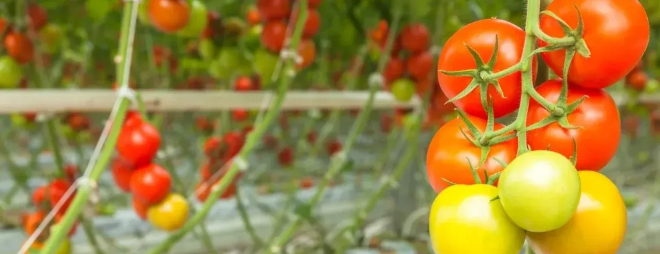 Namibia: 3 hectare greenhouse grows hydroponic tomatoes and cut flowers - Agricultural Exports