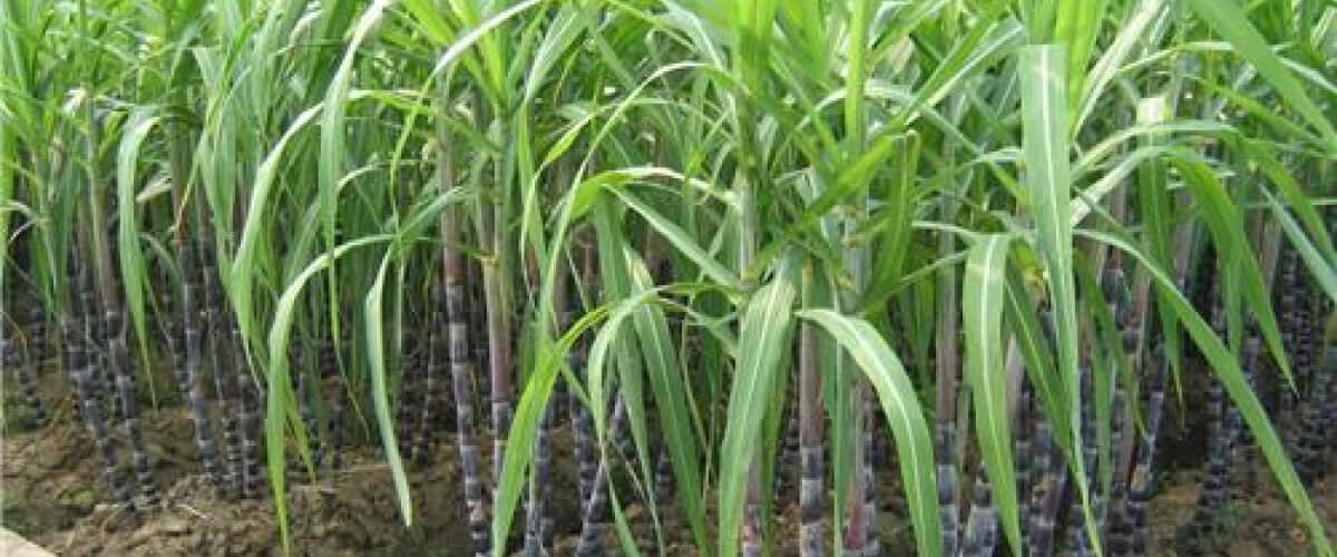 Sugar tax the main threat to the industry in 2023 - Agricultural Exports