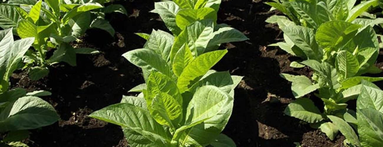 Illicit trade deals SA tobacco industry another blow - Agricultural Exports