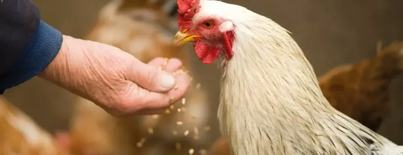 Meeting The Demand For Animal Feed In Nigeria: Challenges And Solutions - Agricultural Exports