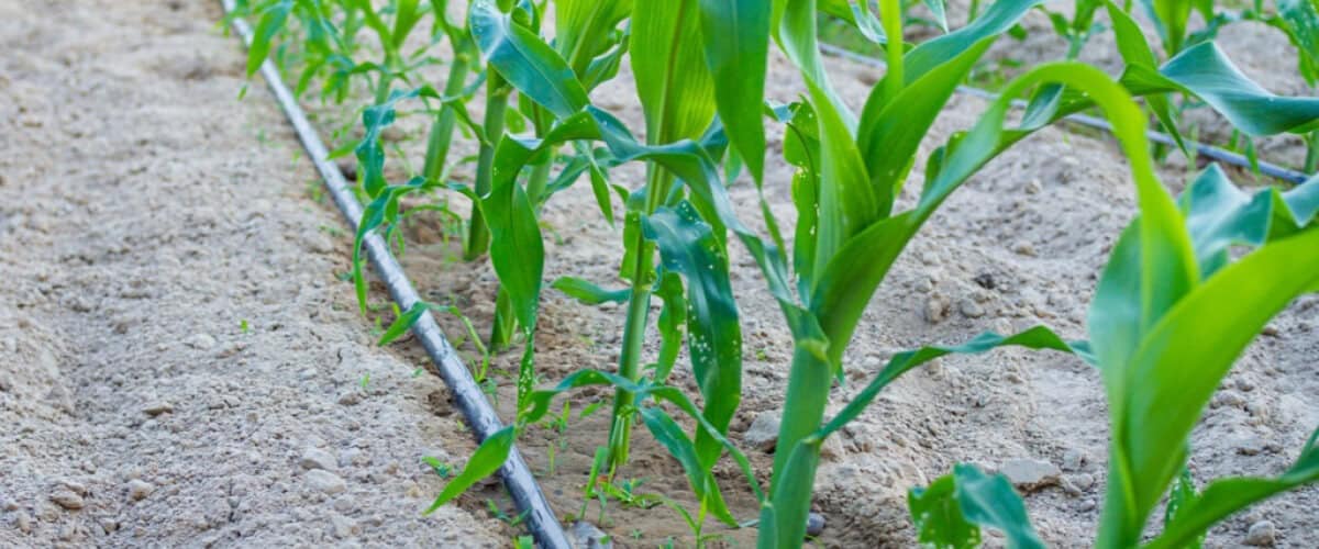 Nigeria approves US $24bn for smart modular irrigation in Adamawa - Agricultural Exports