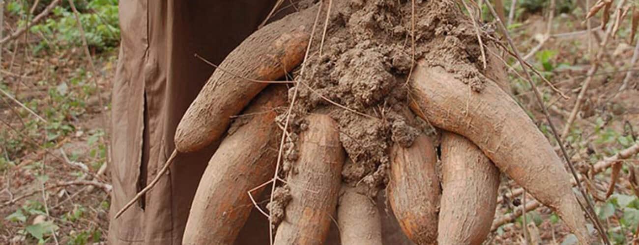 Nigeria has potential of earning $2.98b from Cassava export yearly - Agricultural Exports