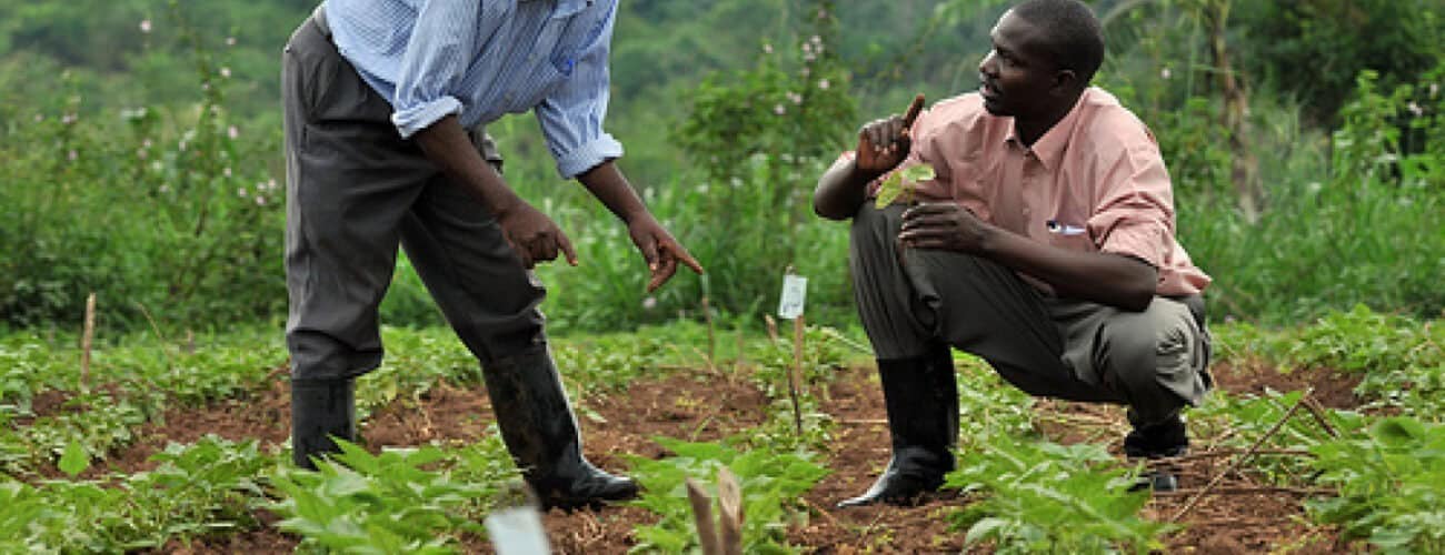 Oyo agribusiness owners lament heavy tax - Agricultural Exports