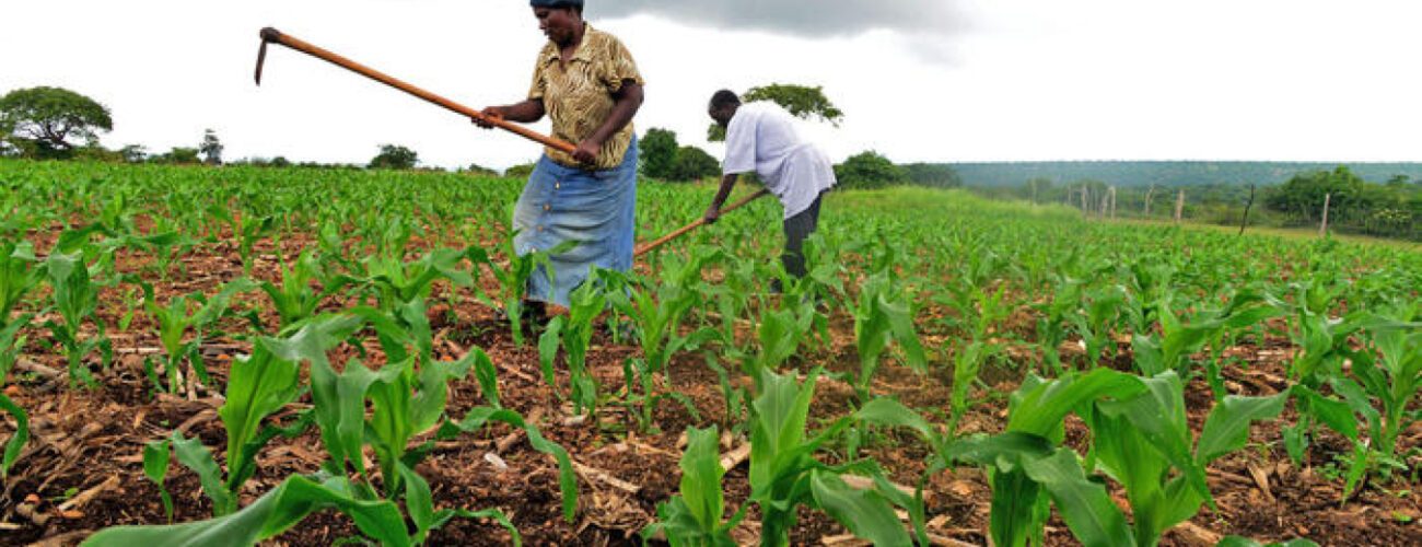 KD-CARES begins distribution of agric inputs to 4,882 poor, vulnerable famers - Agricultural Exports
