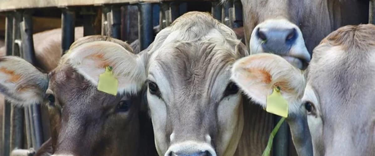 Yobe govt distribute livestock disease containment equipment - Agricultural Exports
