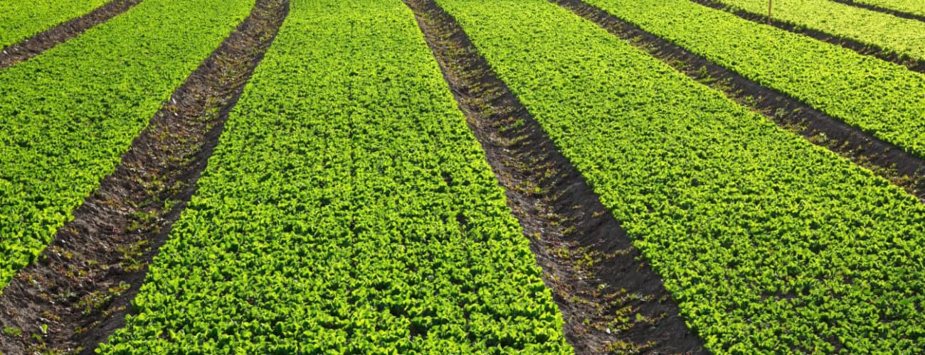 UN's IFAD: Agriculture investments to increase by USD 3bln over next 10 years - Agricultural Exports