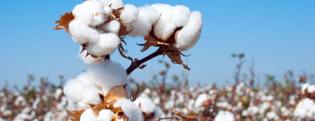 Farmers want subsidised GM cotton seeds to revive sector - Agricultural Exports