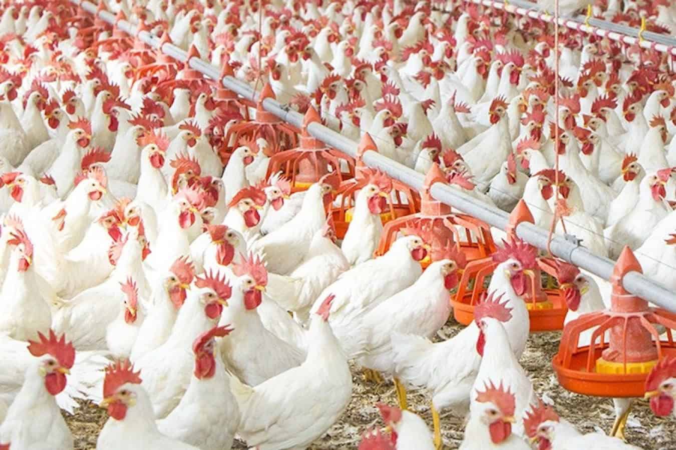 Poultry Farmers Call for Ban on Maize Export - Agricultural Exports