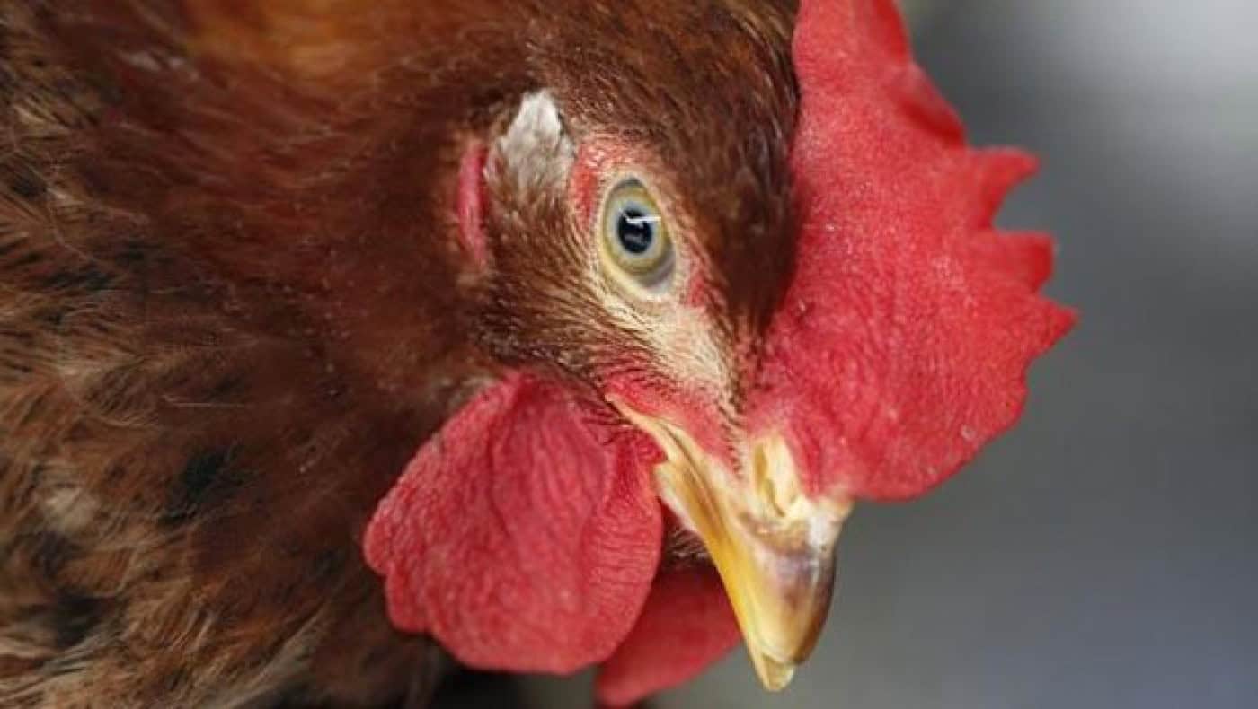 Poultry Farmers Cry As Investments Shrink - Agricultural Exports