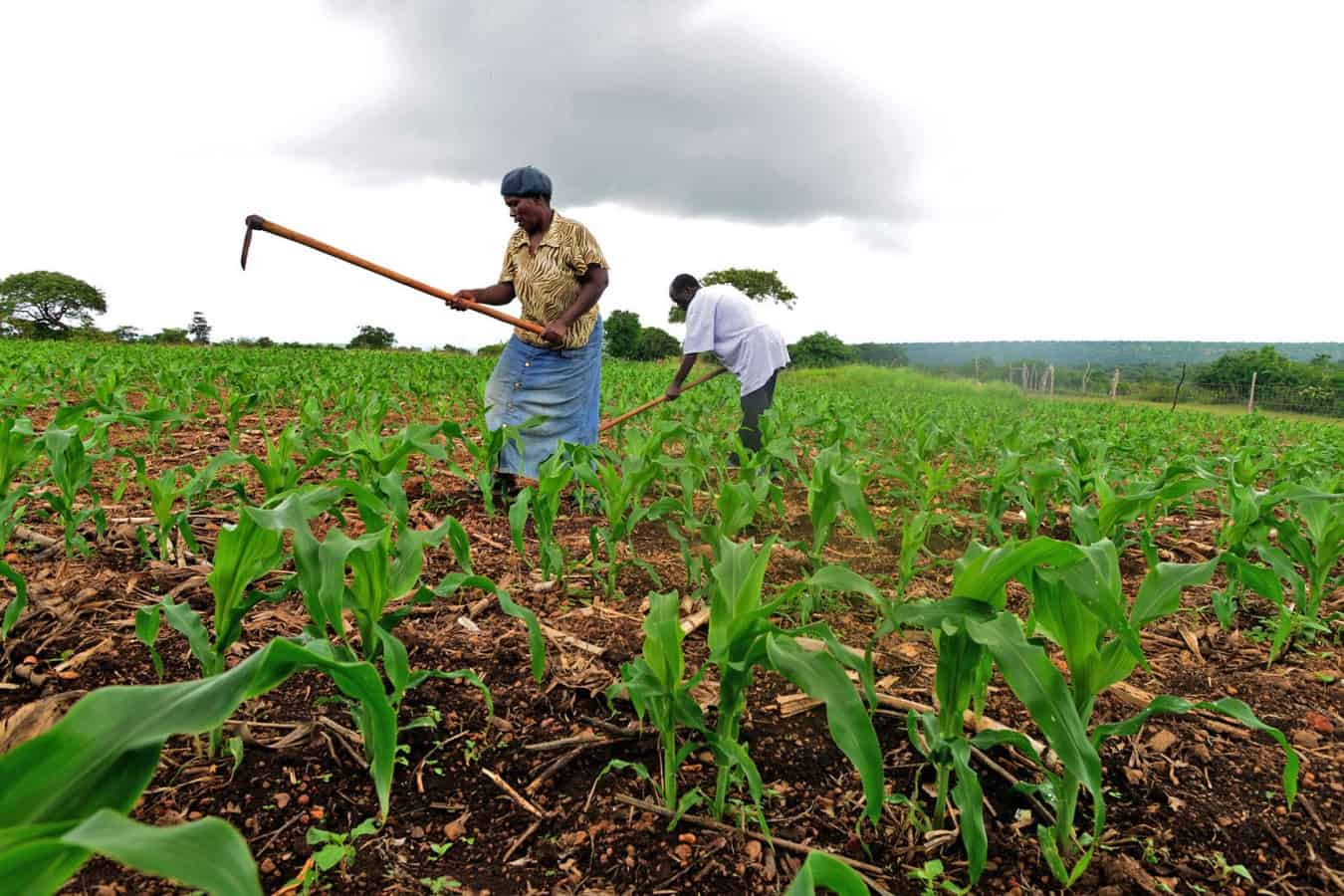 cbn: n791bn disbursed to over 3m farmers under anchor borrowers’ programme