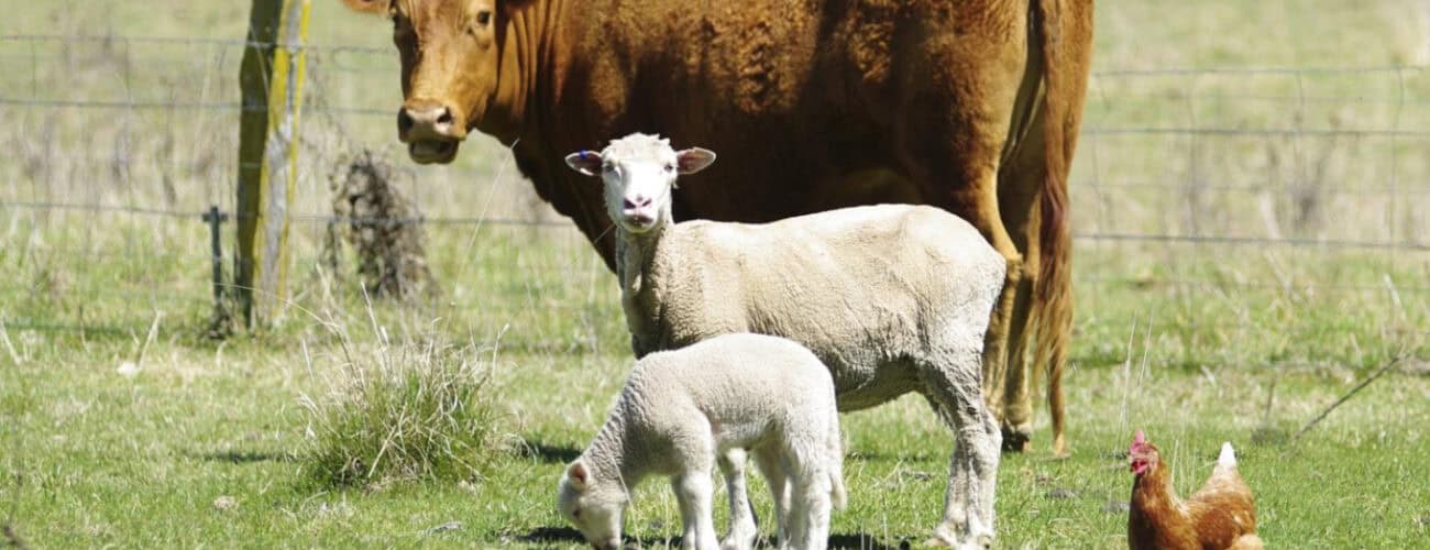 Kebbi to improve livestock production with N1.7bn loan - Agricultural Exports