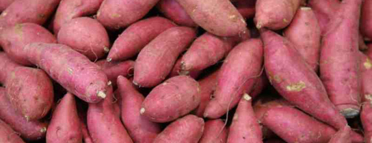 600 farmers to benefit from FG’s potato value chain programme in Niger - Agricultural Exports