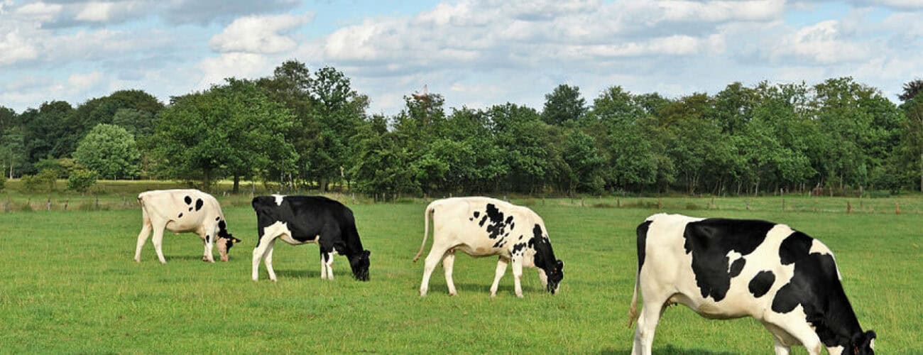 Revival of grazing reserves ongoing in 21 states - Agricultural Exports