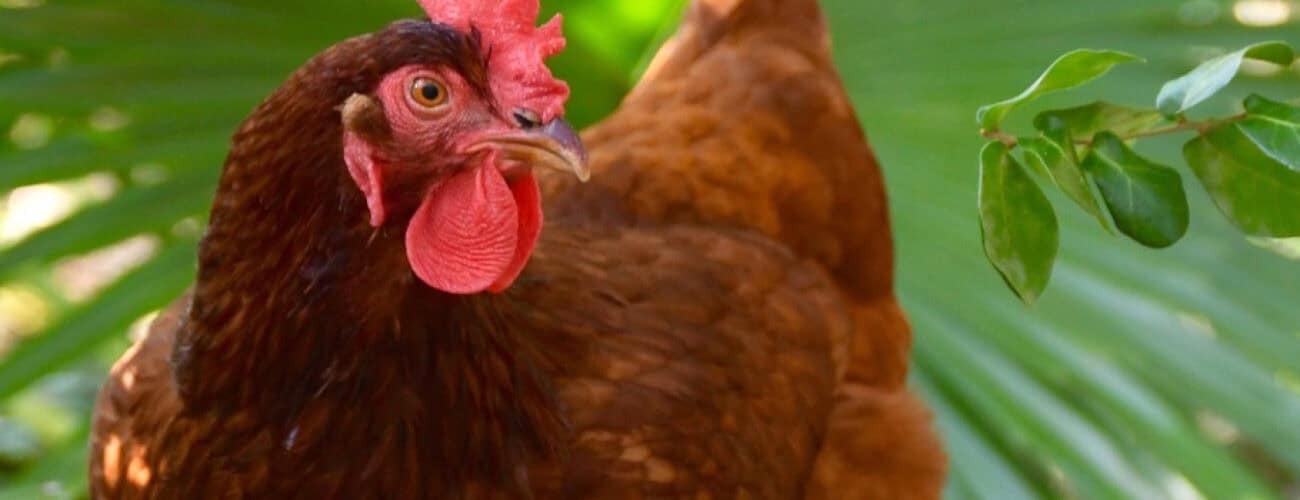 Livestock Feeds builds poultry farm for Lagos school - Agricultural Exports