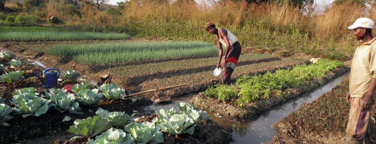 Science fund targets agriculture innovations in West Africa - Agricultural Exports