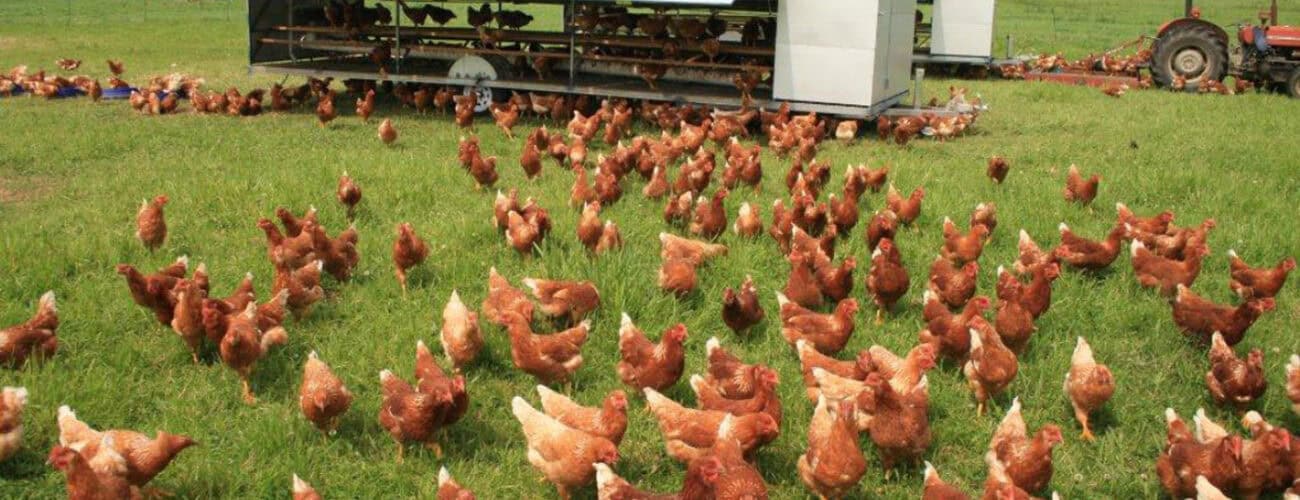 Combating fire outbreaks, heat stress on poultry, other farms - Agricultural Exports