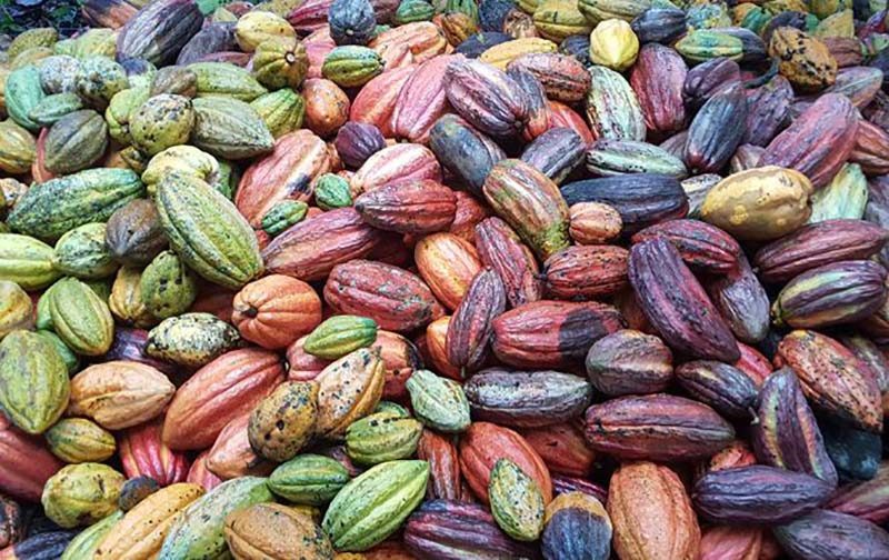 Premier Agro Exports Nigeria | Quality Agricultural Produce for Global Markets