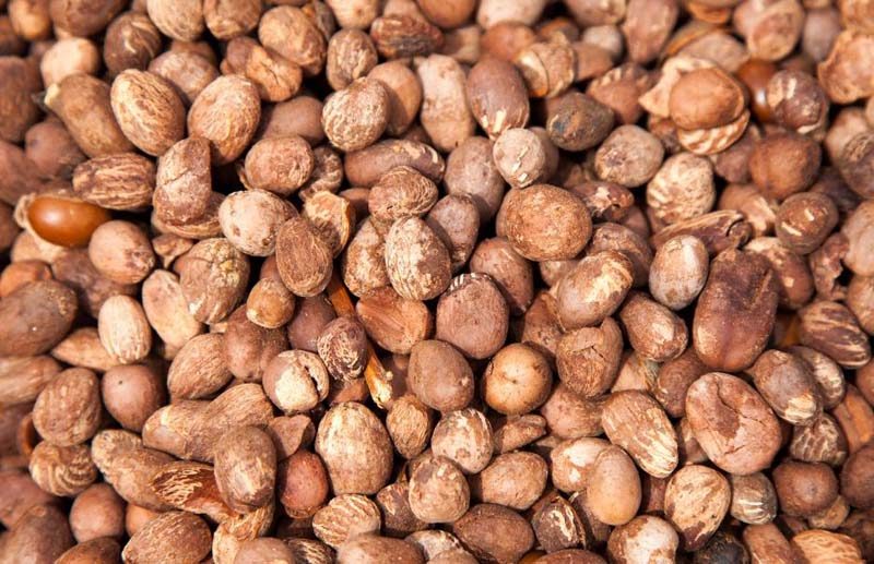 Premier Agro Exports Nigeria | Quality Agricultural Produce for Global Markets