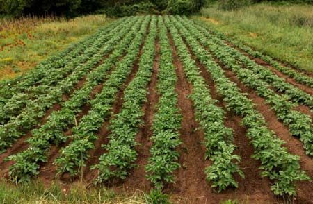 Premier%20Agro%20Exports%20Nigeria%20|%20Quality%20Agricultural%20Produce%20for%20Global%20Markets