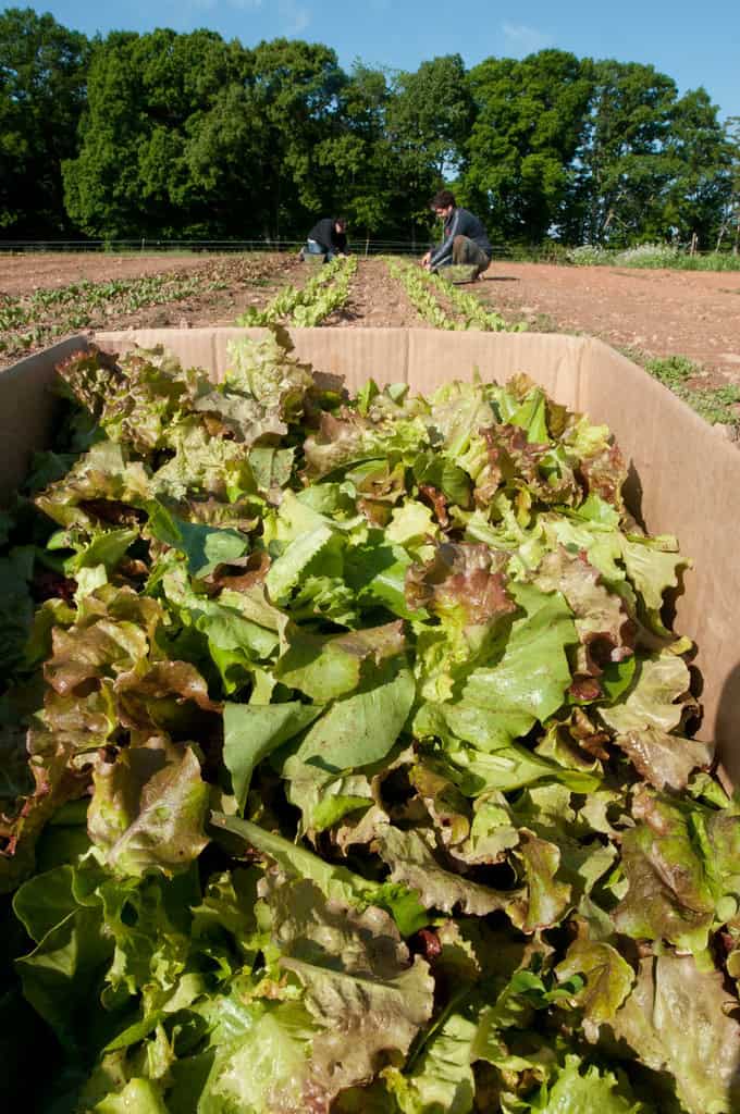 Sustainable Sourcing: Why European Markets Are Turning to African Food Producers - Agricultural Exports