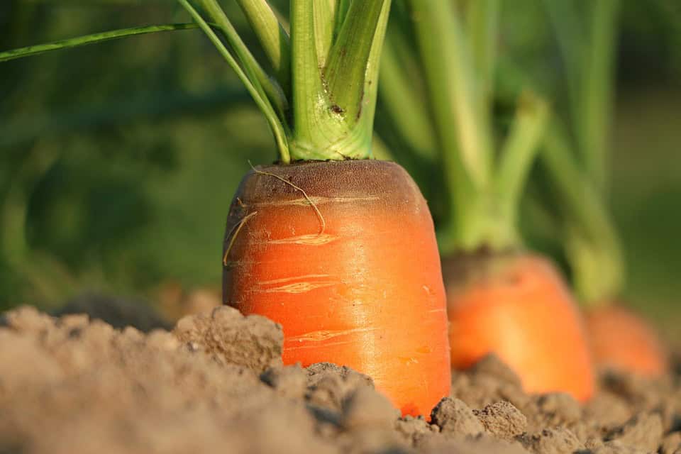 Fostering Resilience: The Role of Nigeria's Agricultural Development Fund in Adapting to Climate Change - Agricultural Exports