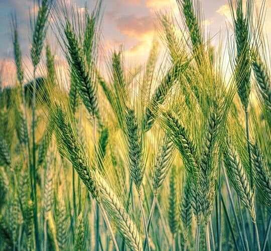 Sustainable Practices: Pioneering Green Agriculture in Nigeria - Agricultural Exports