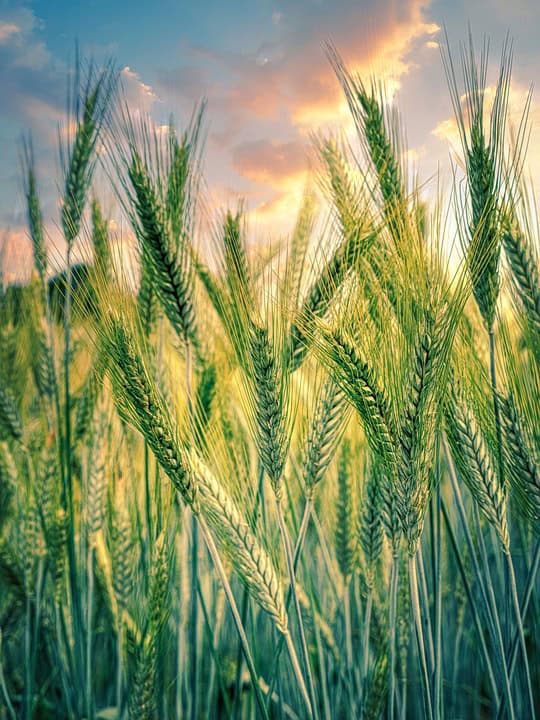 Sustainable Practices: Pioneering Green Agriculture in Nigeria - Agricultural Exports