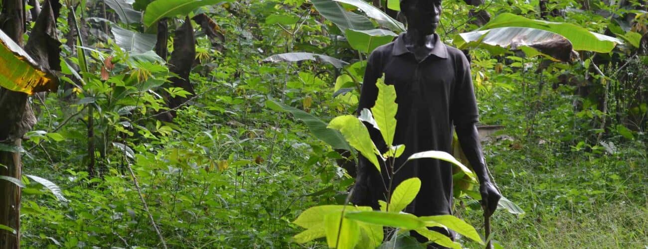 Diverse Harvests: Spotlight on Africa’s Top Agricultural Exports - Agricultural Exports
