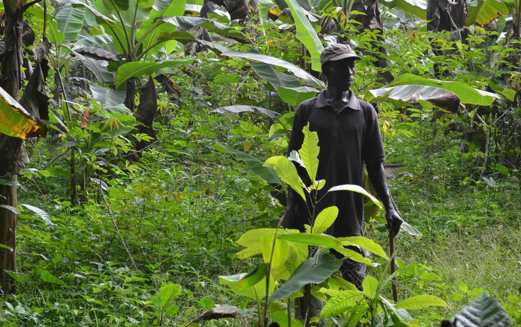 Diverse Harvests: Spotlight on Africa’s Top Agricultural Exports - Agricultural Exports