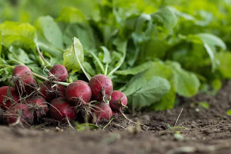 Empowering Farmers: The Role of Microfinancing in Nigerian Agriculture - Agricultural Exports