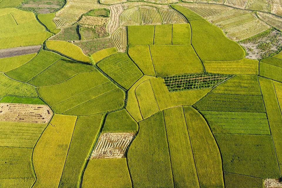 Paving the Way for Agricultural Transformation: Insights into Nigeria's Development Fund - Agricultural Exports