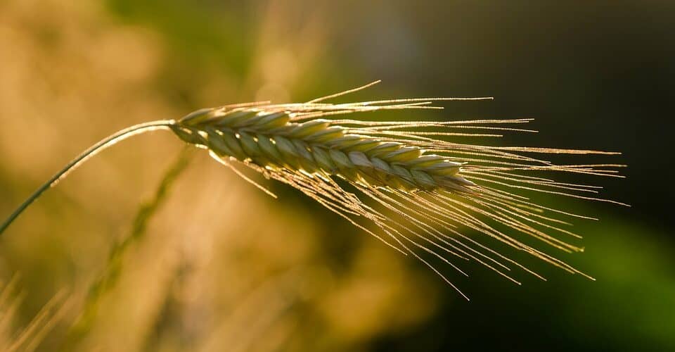 Investing in Growth: The Strategic Vision Behind Nigeria’s Agricultural Development Fund - Agricultural Exports