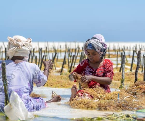 The Green Continent: Exploring Africa's Top Crops and Their Impact on Local Economies - Agricultural Exports
