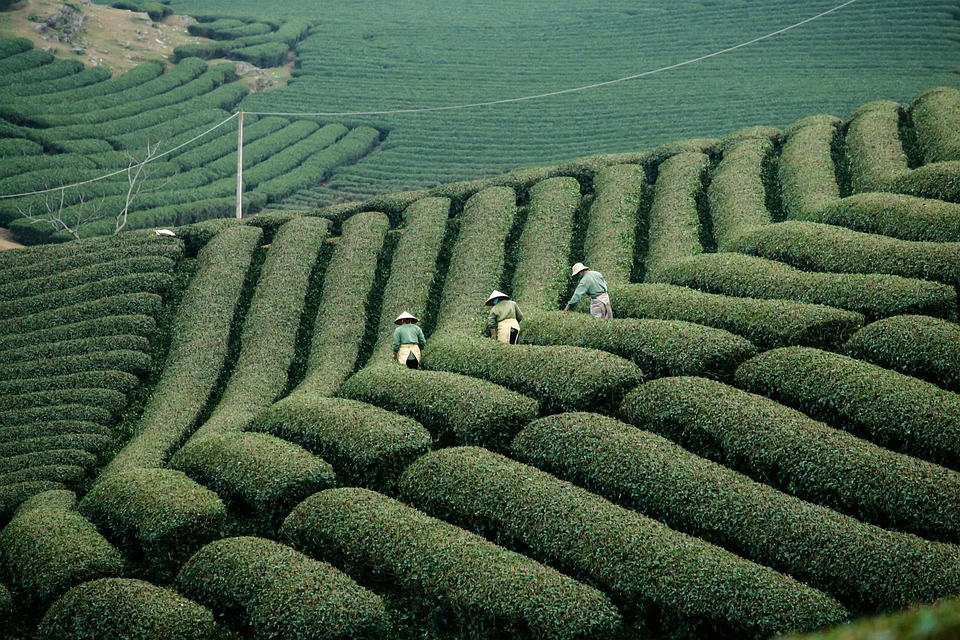Bridging the Gap: Enhancing Access to Resources Through Nigeria's Agricultural Development Fund - Agricultural Exports