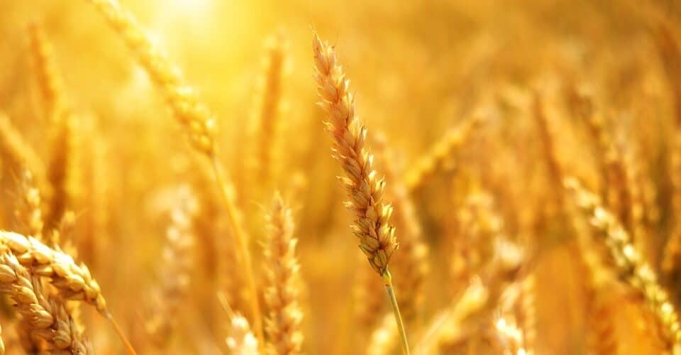 Harvesting Potential: The Future of Agriculture in Nigeria - Agricultural Exports