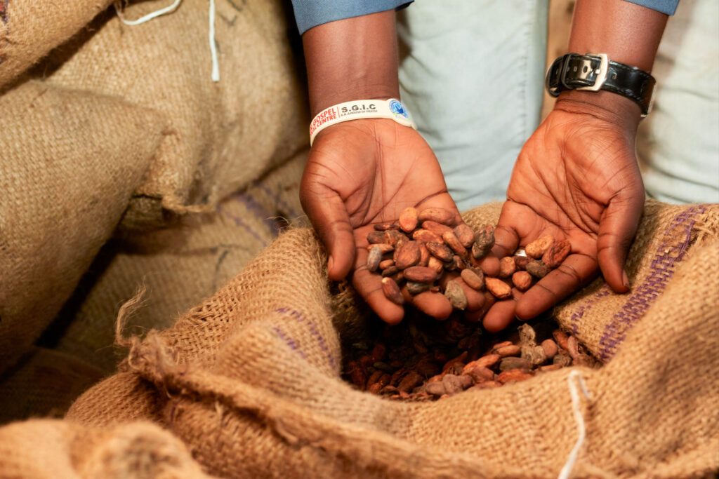 premium cocoa beans export nigerias finest harvest